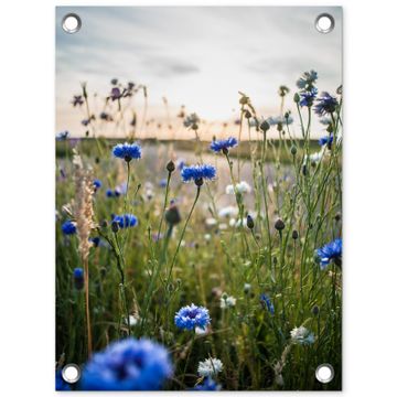 Tuinposter - Korenbloemen in het avondlicht