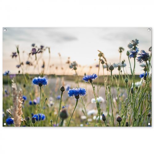 Tuinposter - Korenbloemen in het avondlicht
