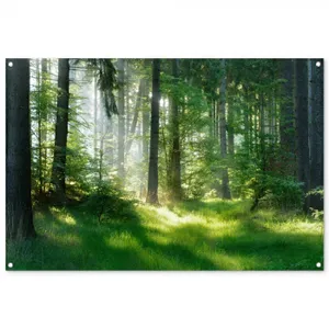Tuinposter - Zonnestralen in een groen bos