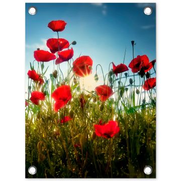 Tuinposter - Klaprozen in ochtendlicht