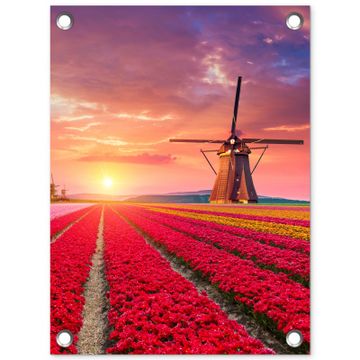 Tuinposter - Tulpenvelden met windmolens bij zonsondergang