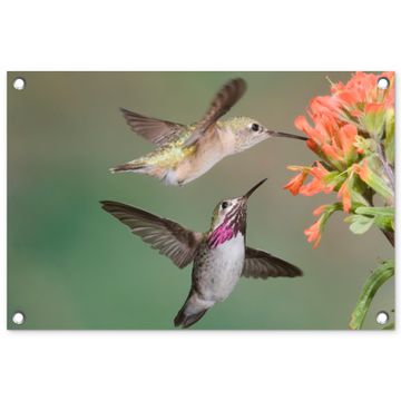 Tuinposter - Kolibries bij Bloemen