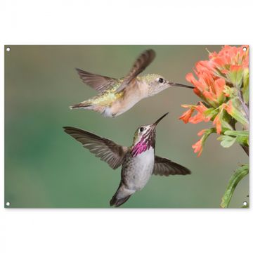 Tuinposter - Kolibries bij Bloemen