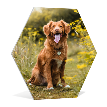 Foto op hexagon
