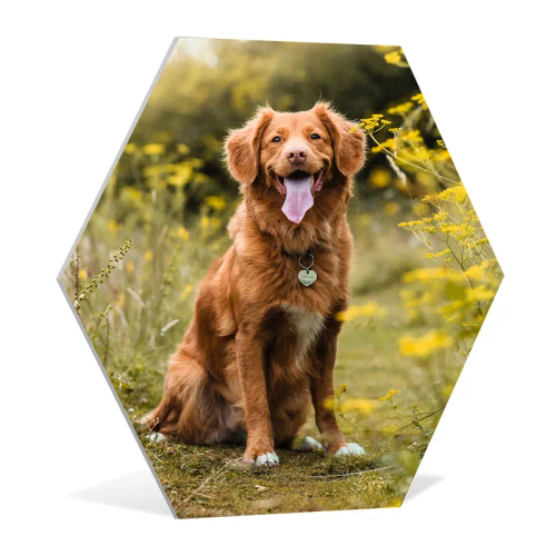 Foto op hexagon