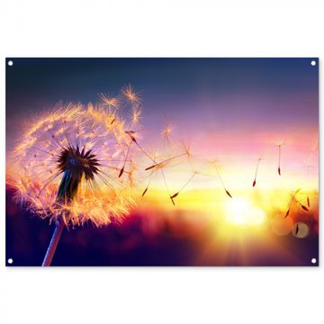 Tuinposter - Paardenbloem in de Avondschemering