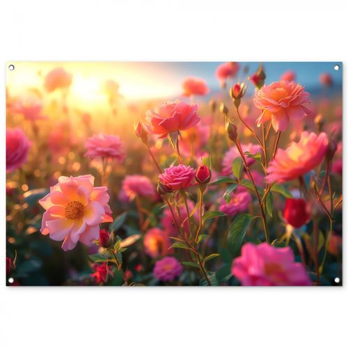 Tuinposter - Rozenveld in gouden avondlicht