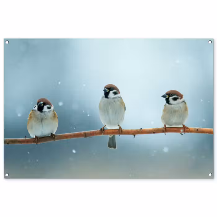 Tuinposter - Mussen in de Sneeuw
