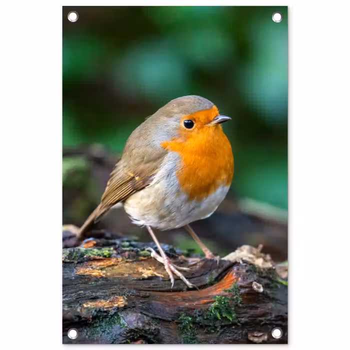 Tuinposter - Roodborstje op een Boomstam