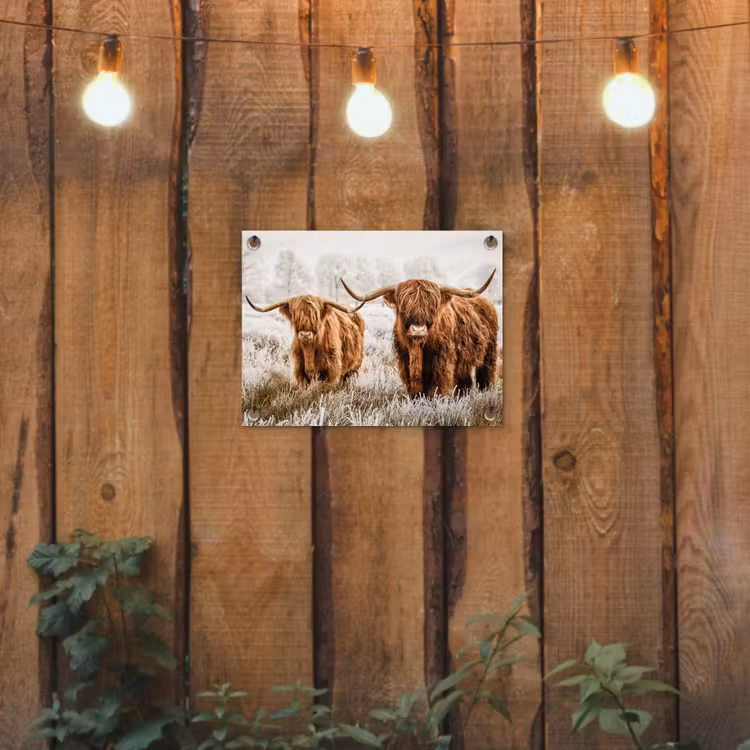 Tuinposter - Twee Hooglanders in de Winter — 2