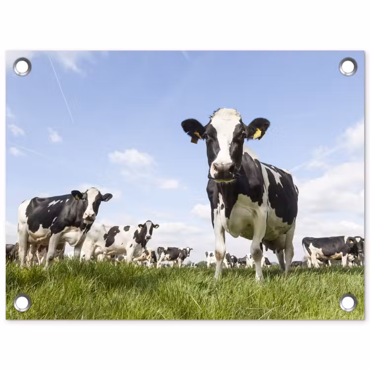 Tuinposter - Koeien in de weide onder een heldere lucht — 1