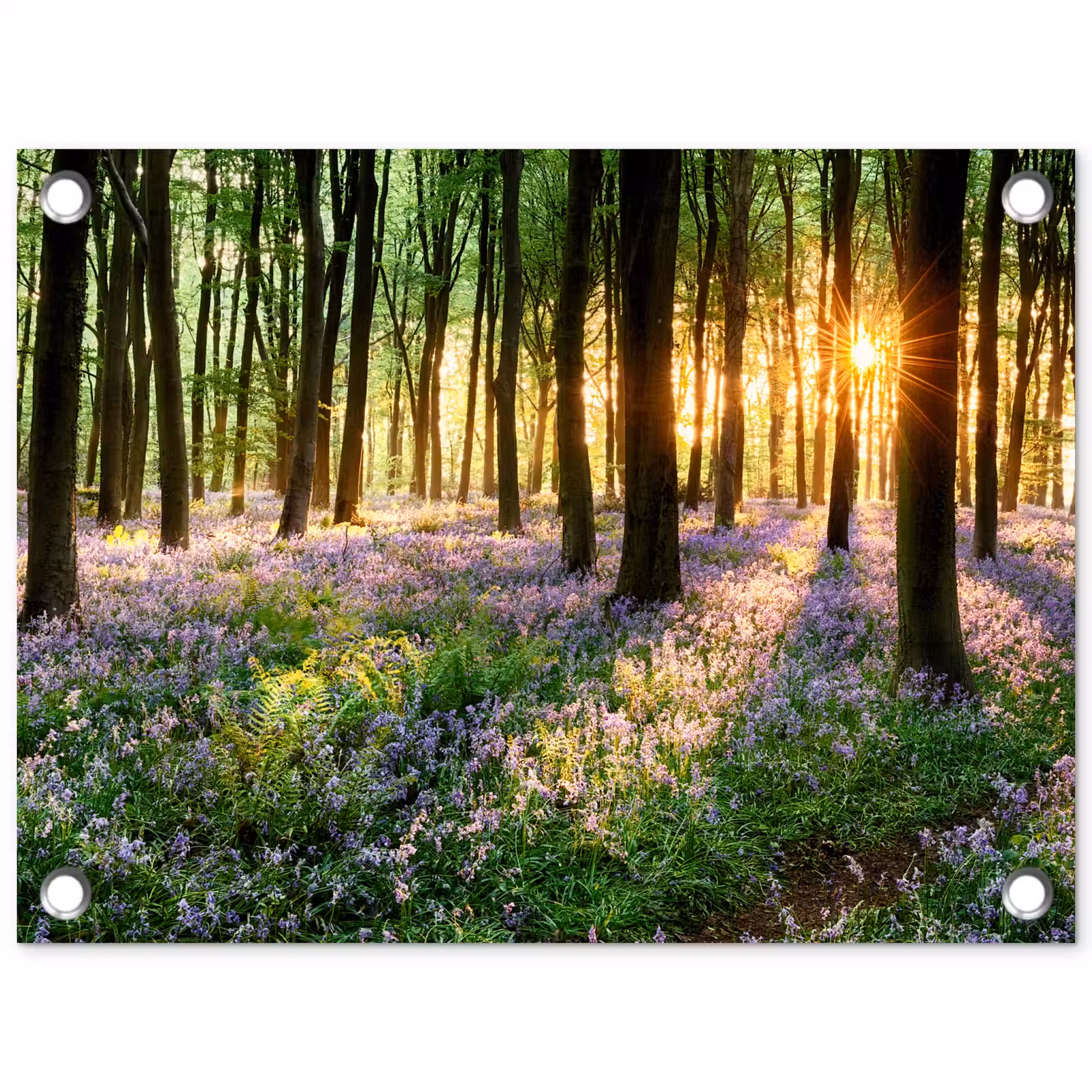 Tuinposter - Bos met blauwe hyacinten bij zonsopgang — 1