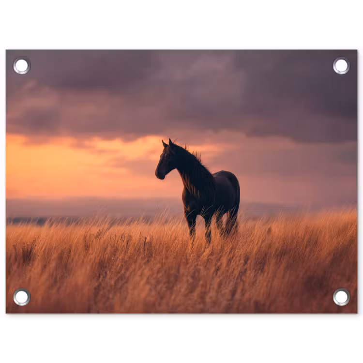 Tuinposter - Paard - Wolken - Open veld — 1